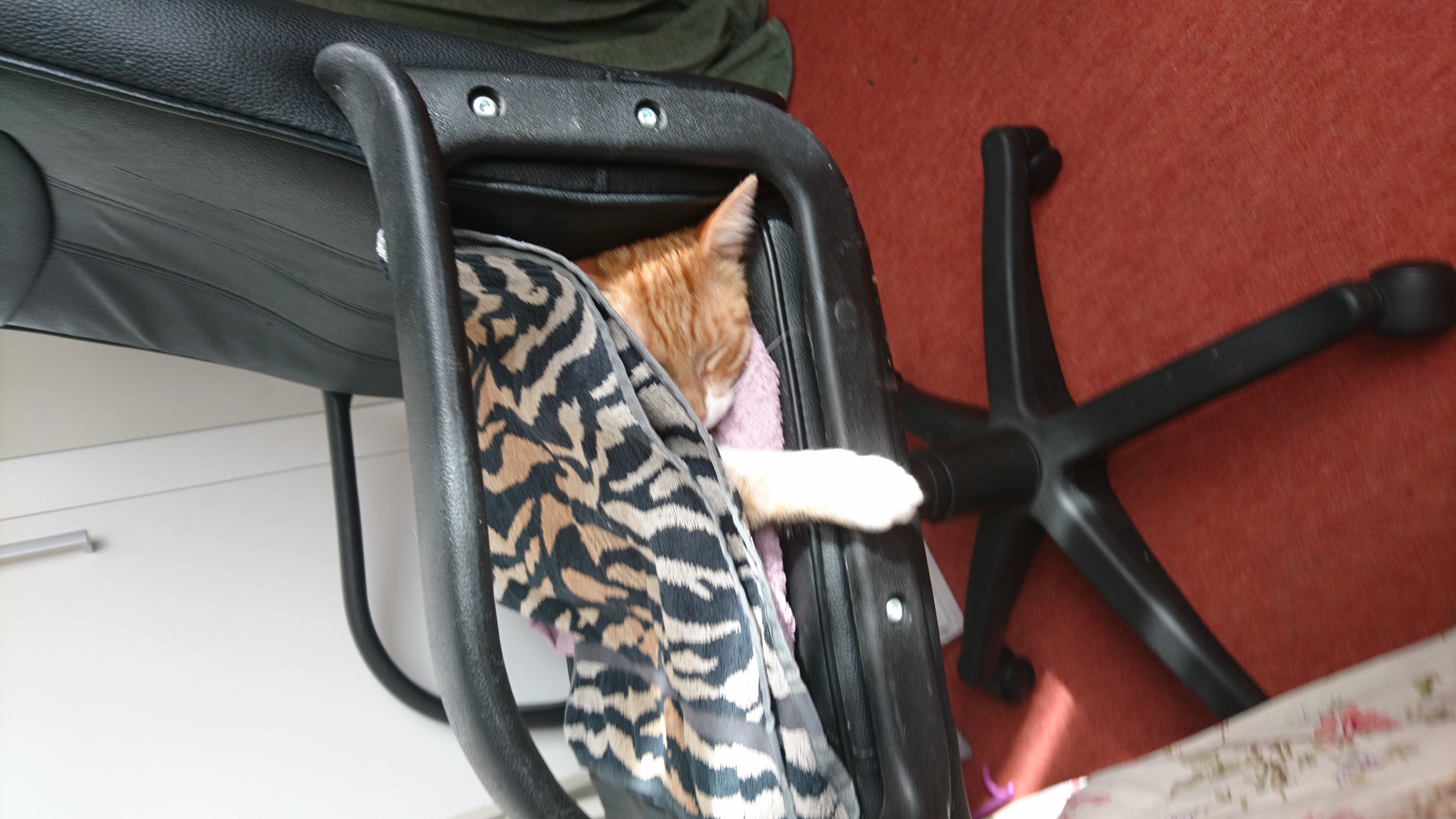 Cat_1.jpg