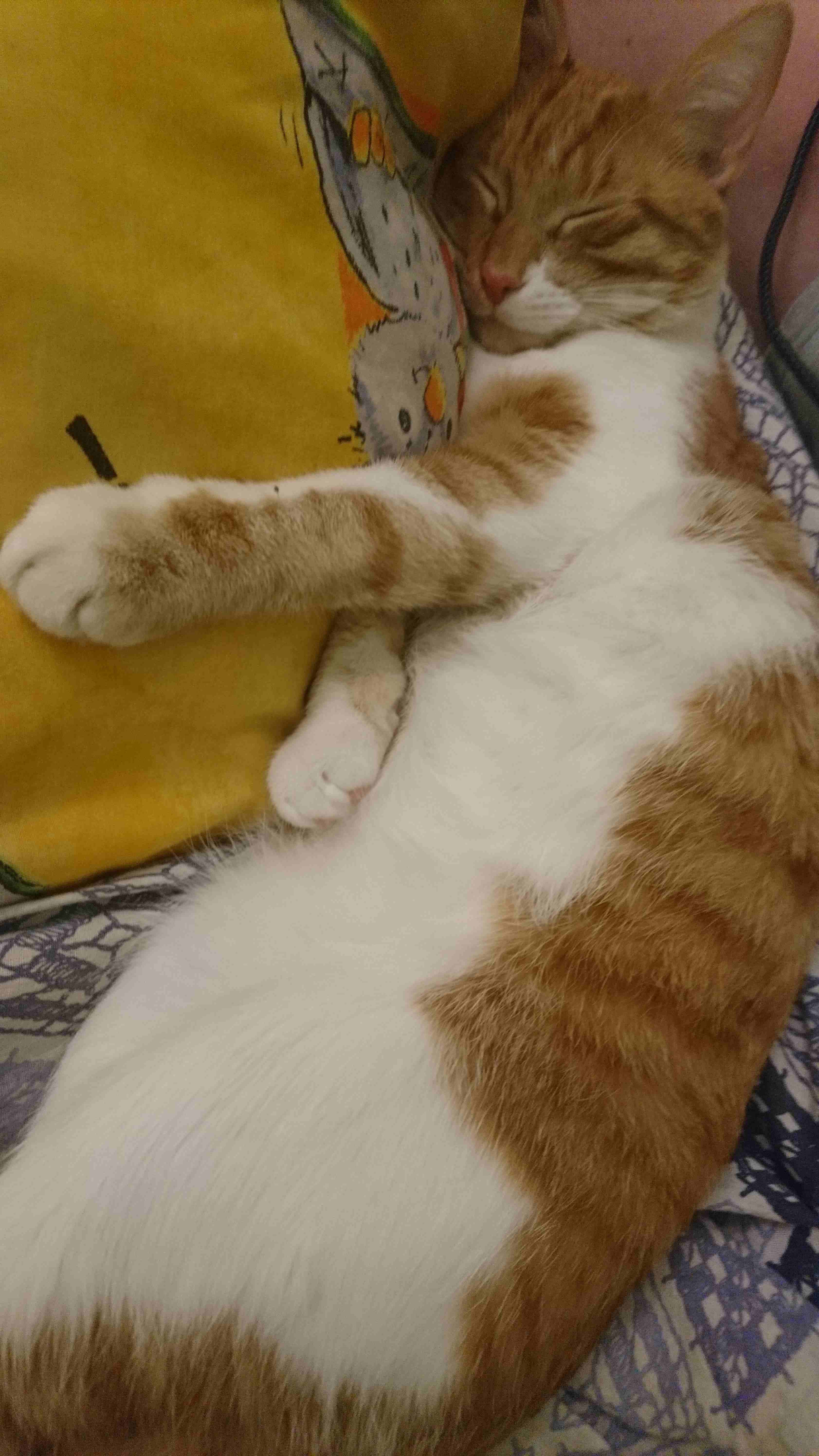 Cat_10.jpg