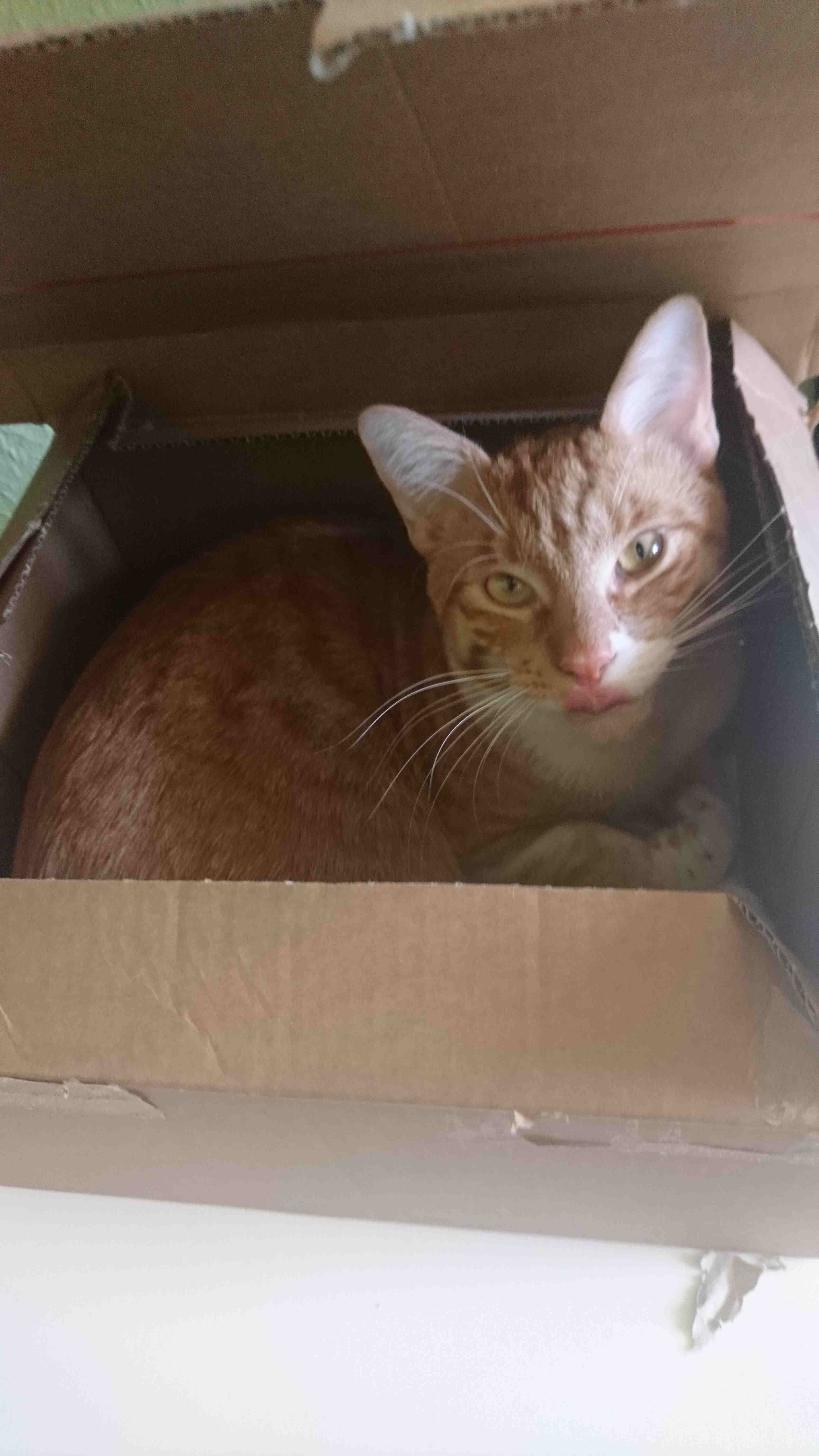 Cat_13.jpg