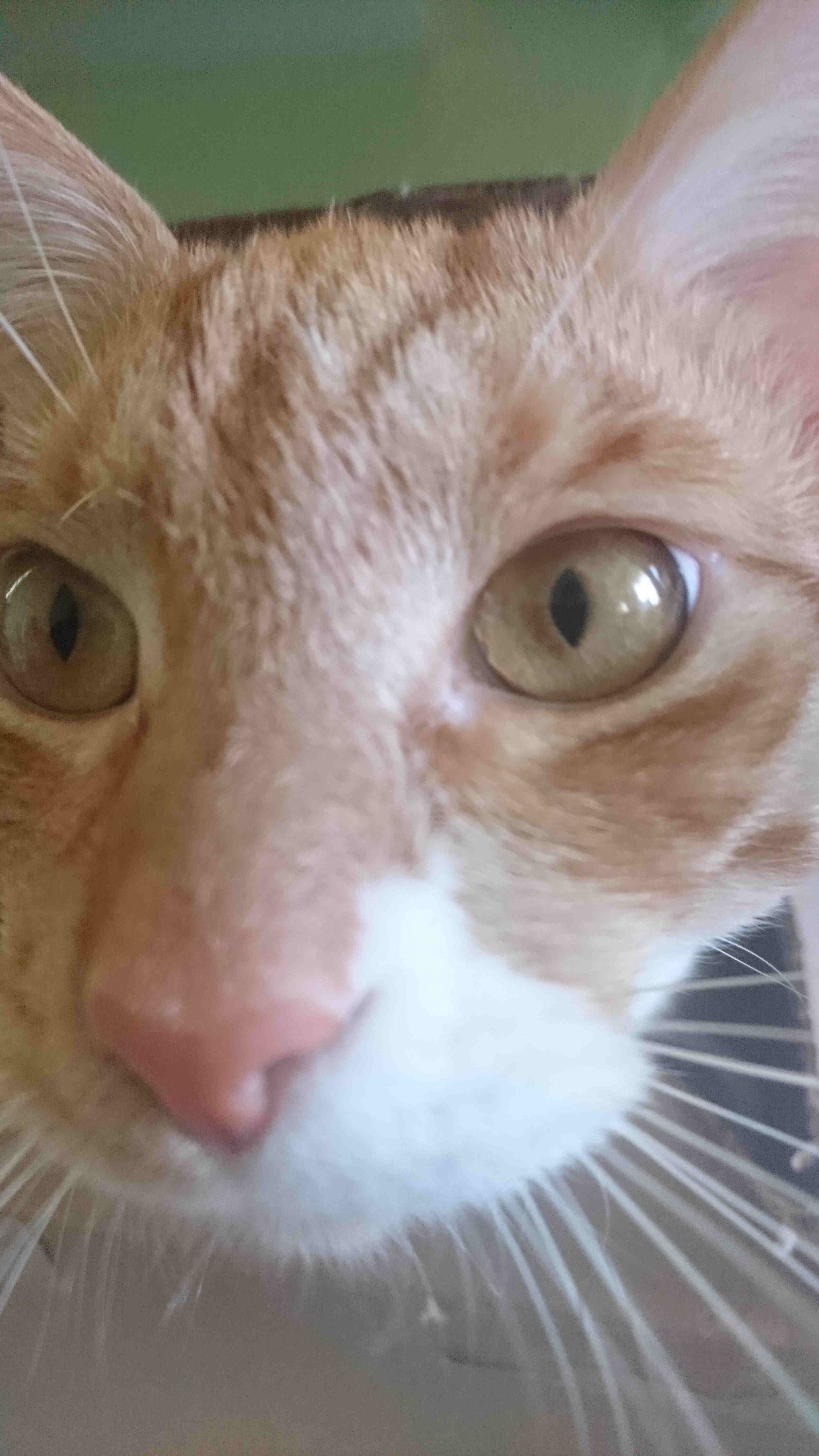 Cat_15.jpg