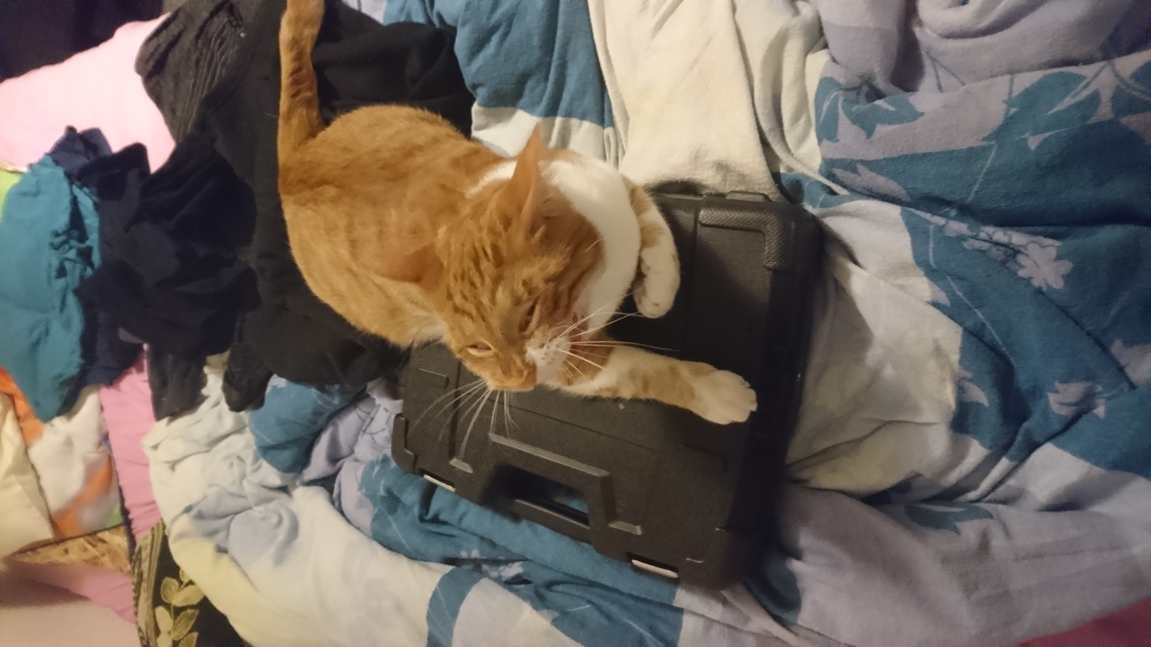 Cat_19.jpg