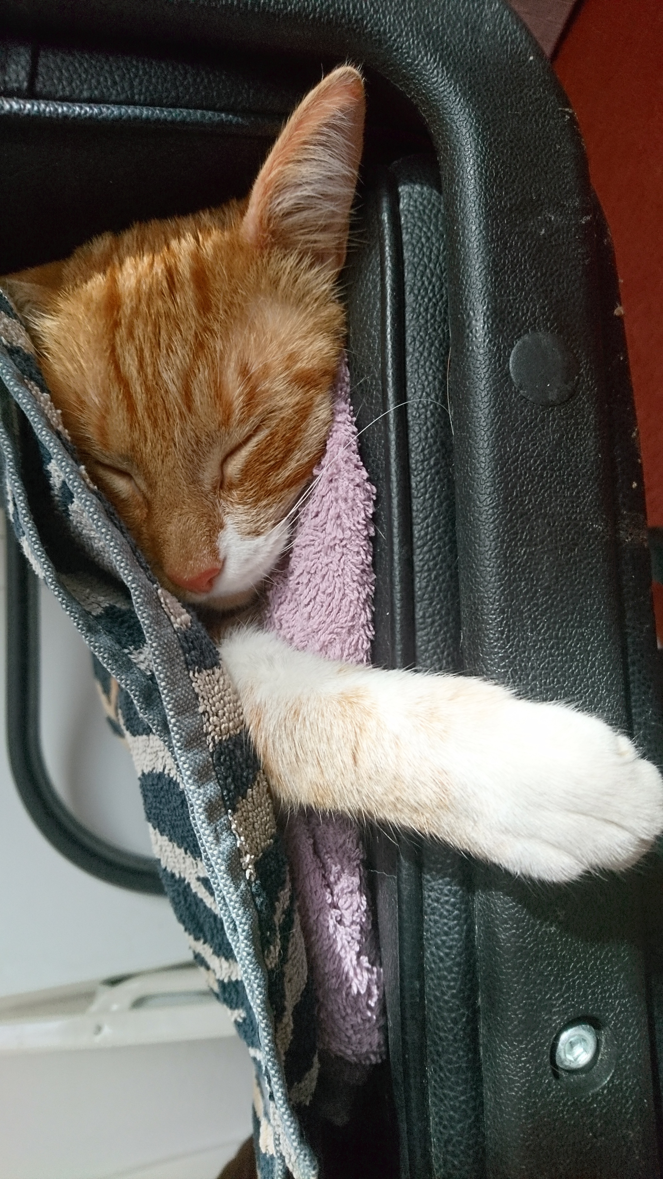 Cat_2.jpg