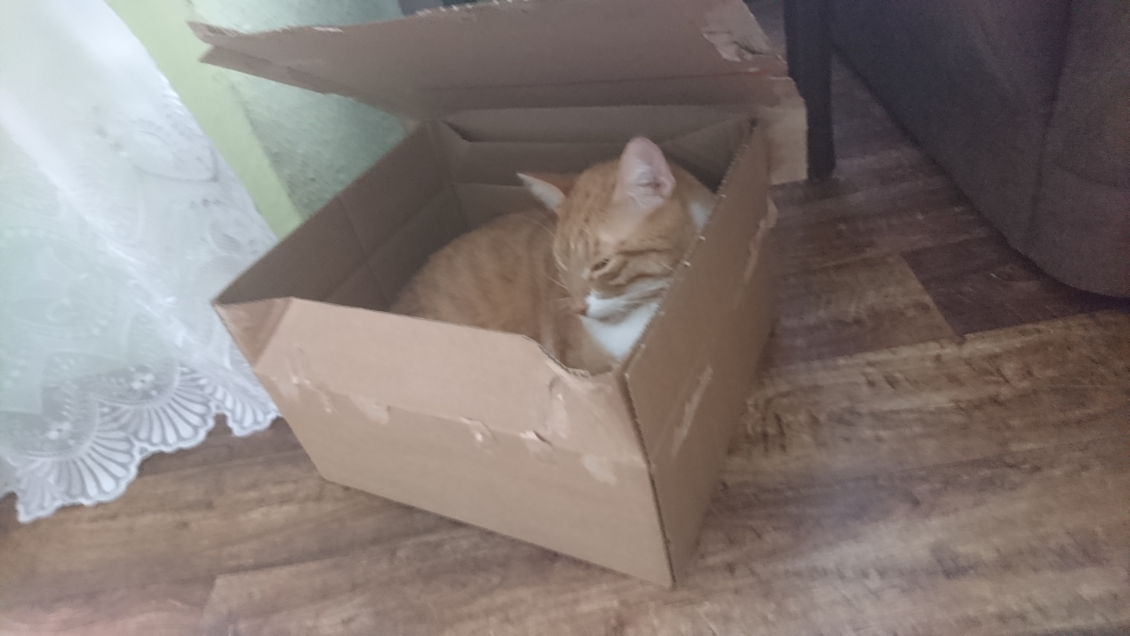 Cat_20.jpg