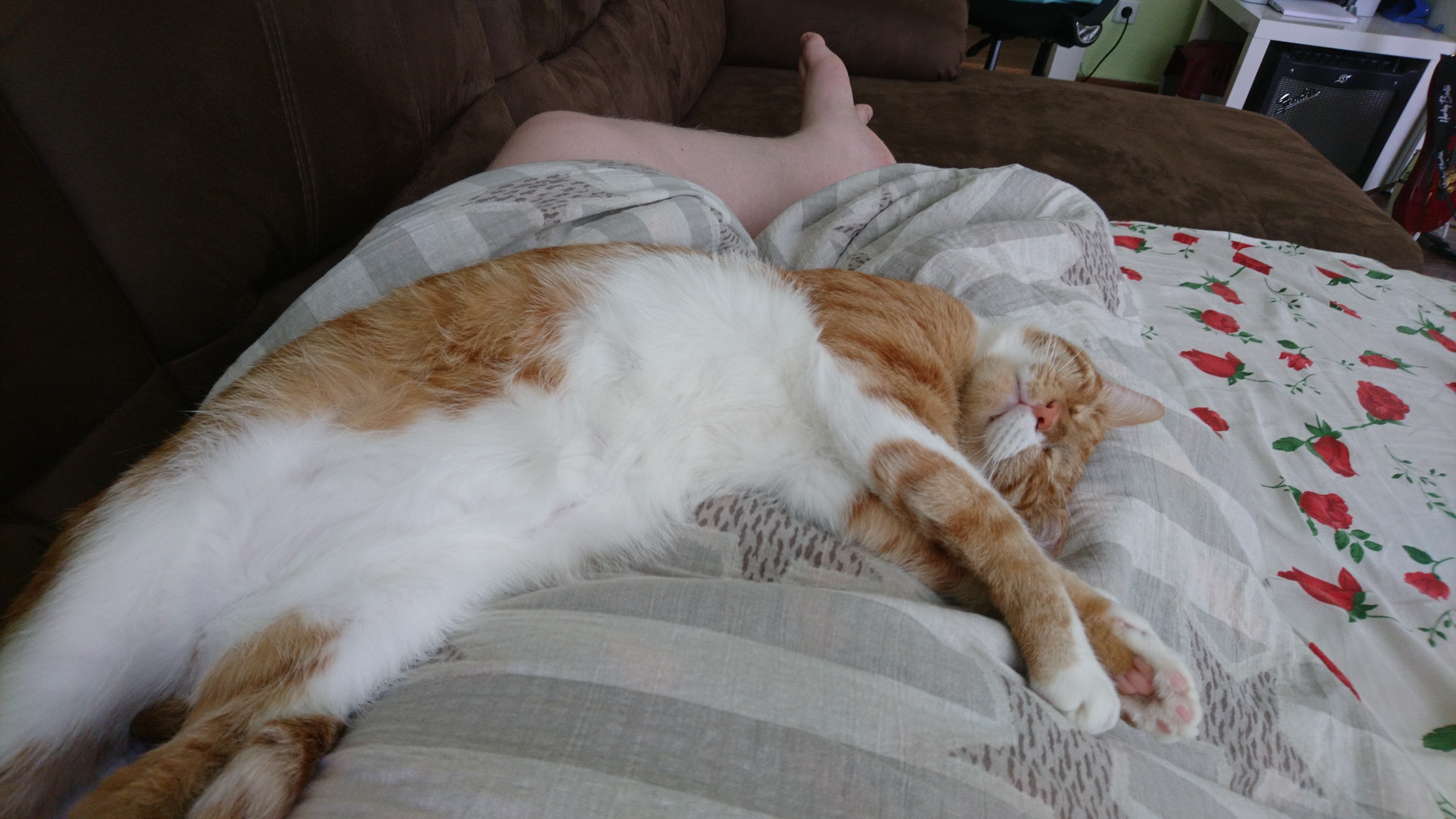 Cat_21.jpg
