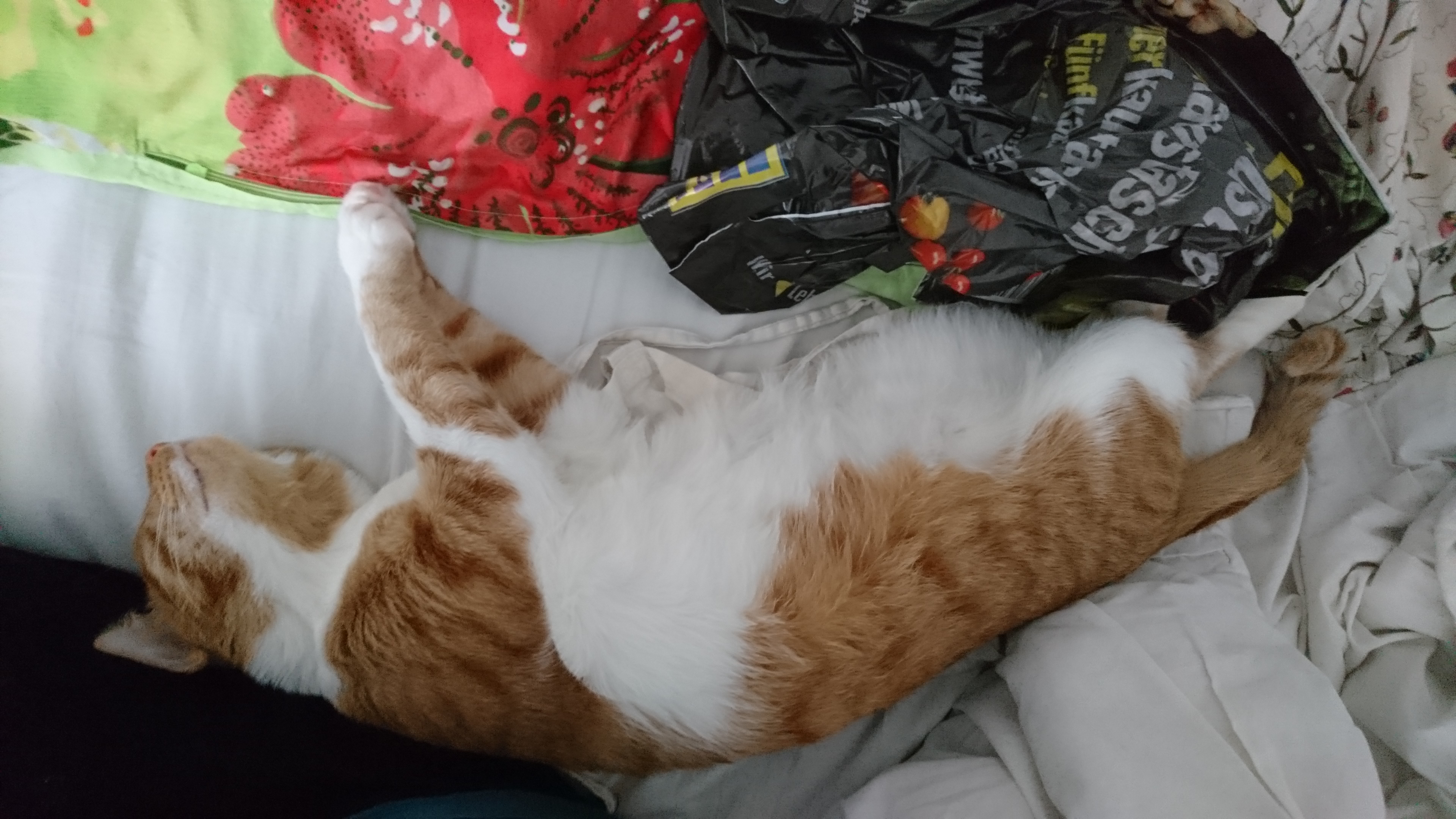 Cat_4.jpg