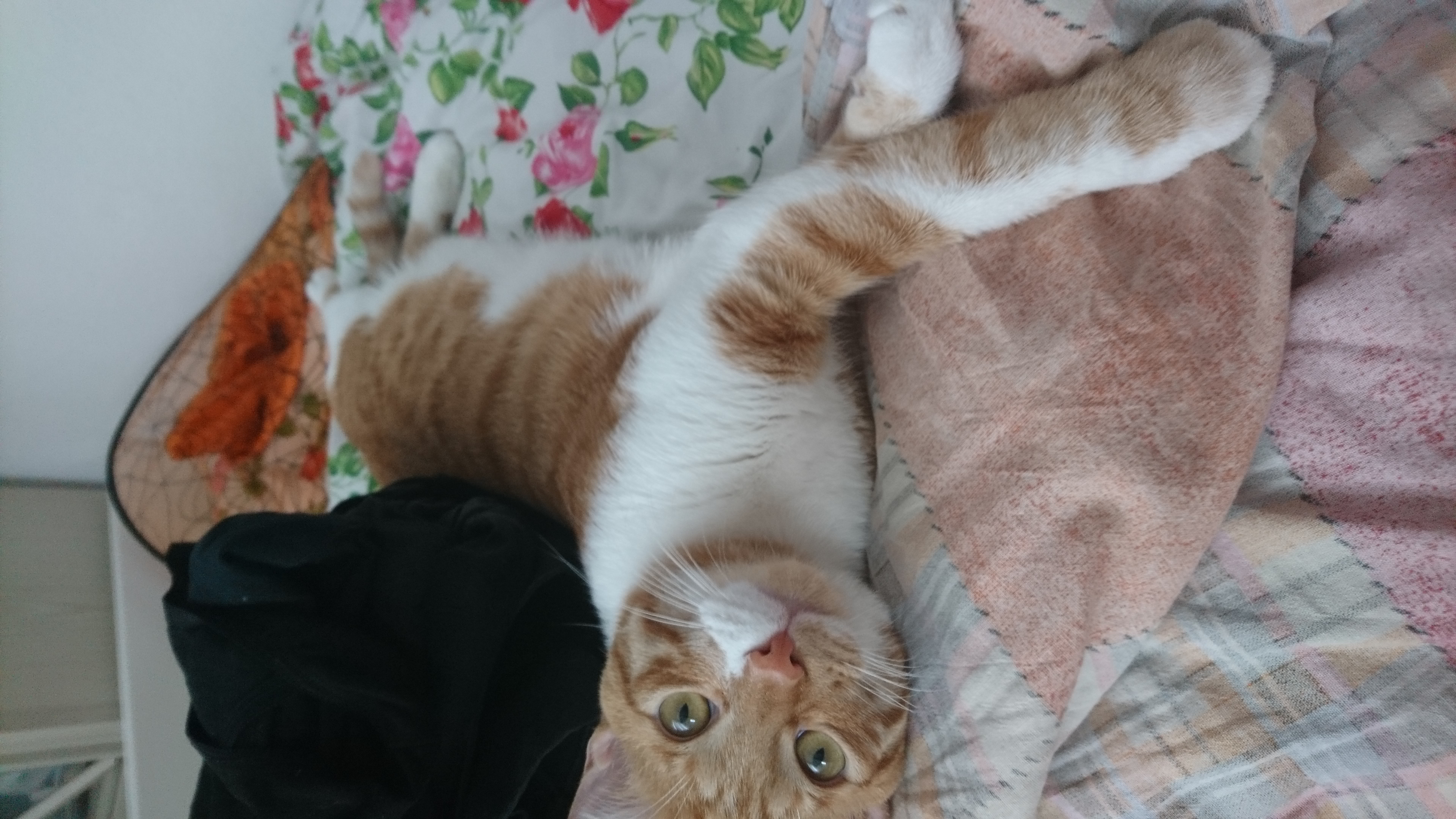Cat_5.jpg