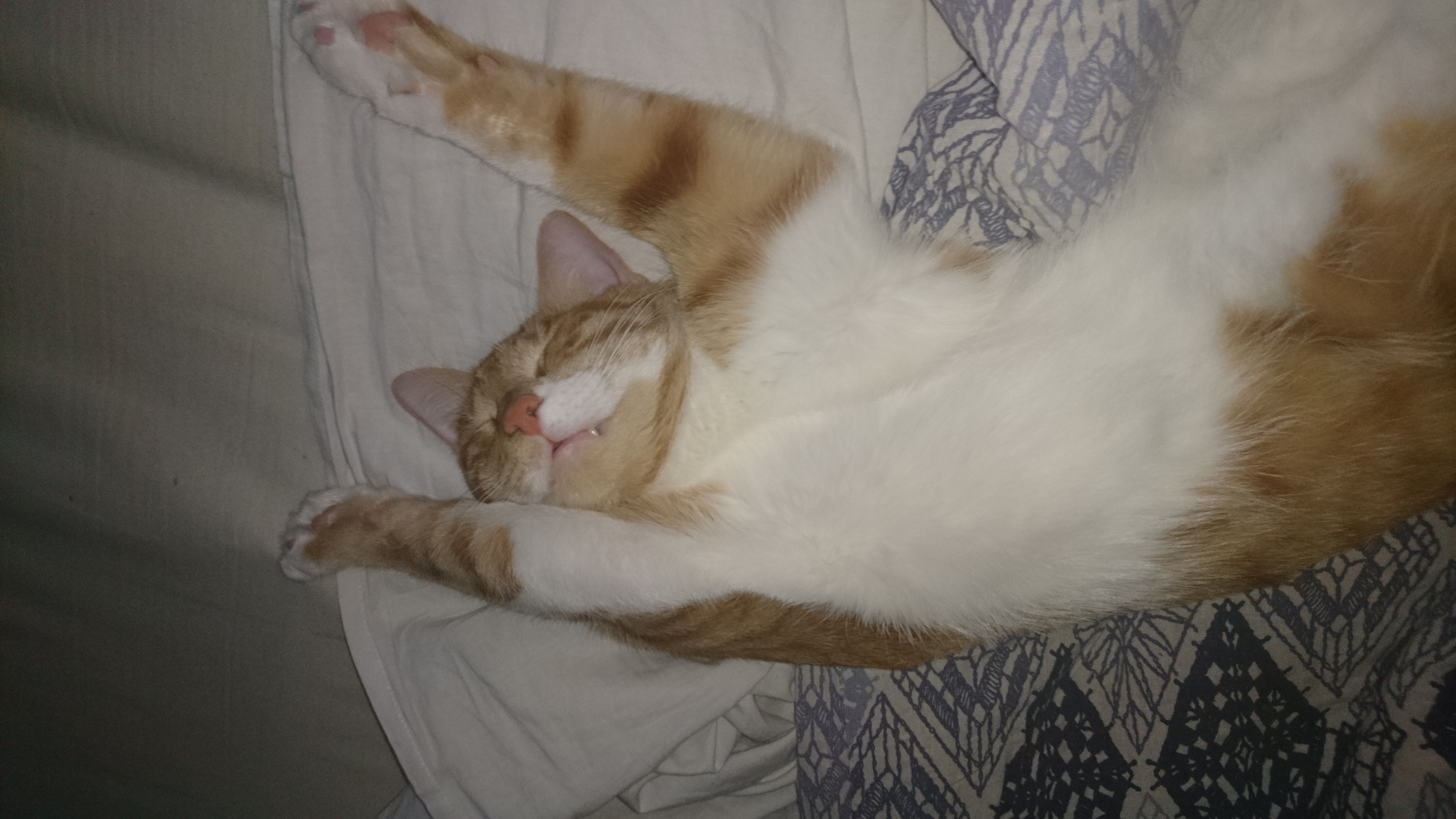 Cat_6.jpg