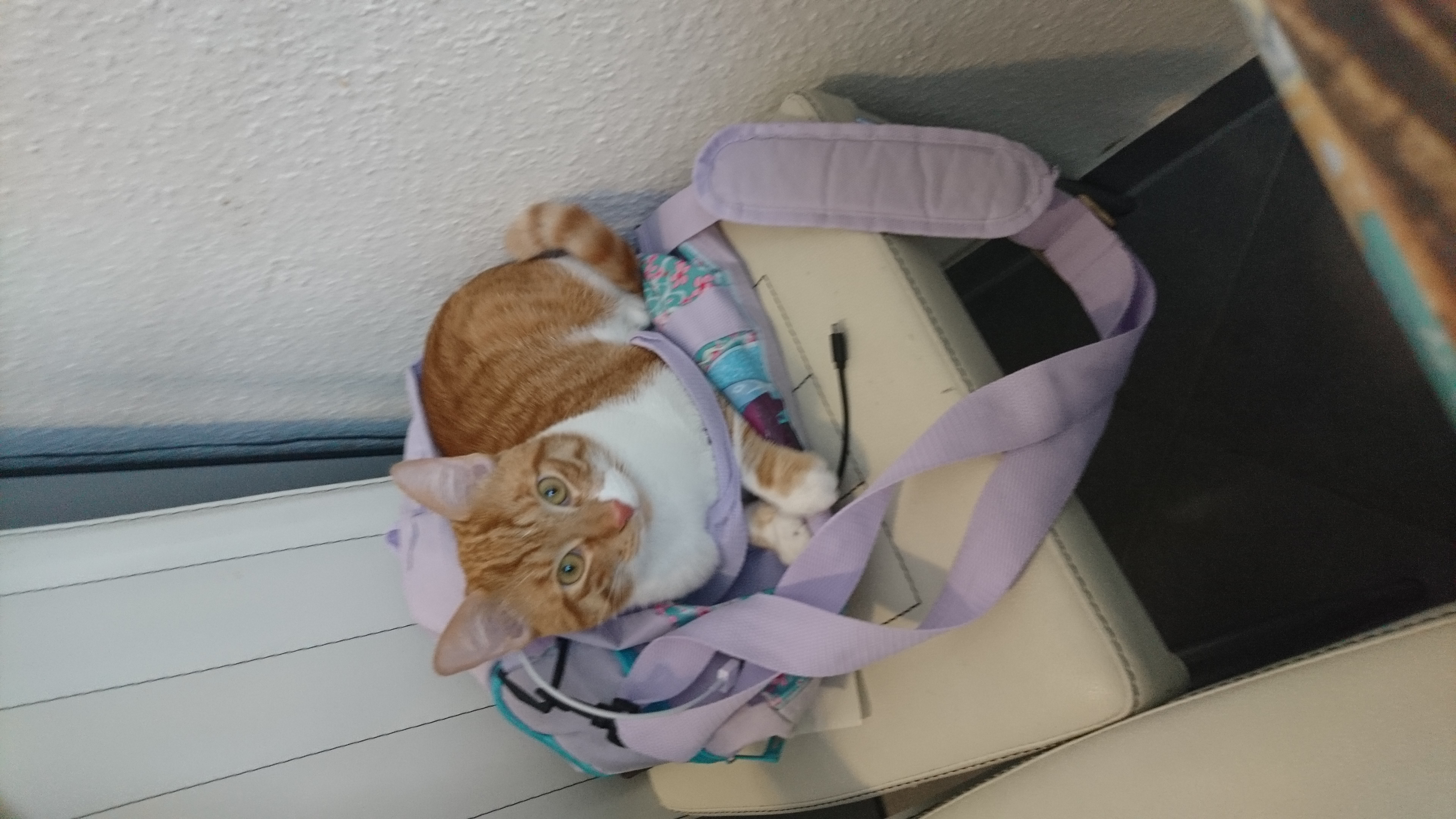 Cat_7.jpg